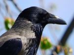 Hooded Crow